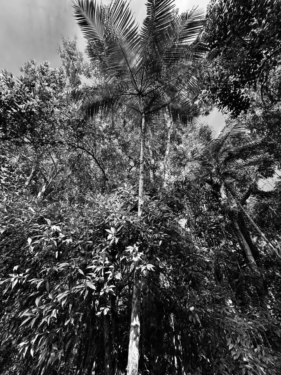 Copa de palmeira vista de baixo, na mata